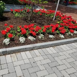 Meet your Posher, Sheila